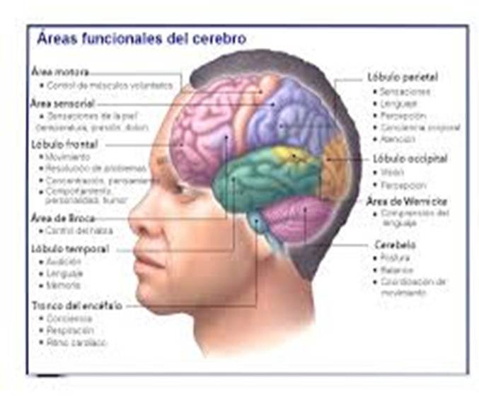 cere1